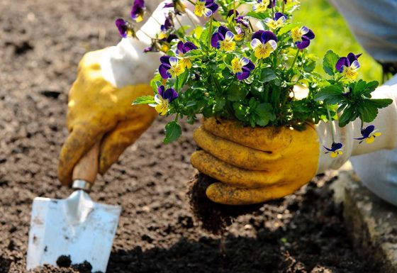 Veggie Gardening Tips